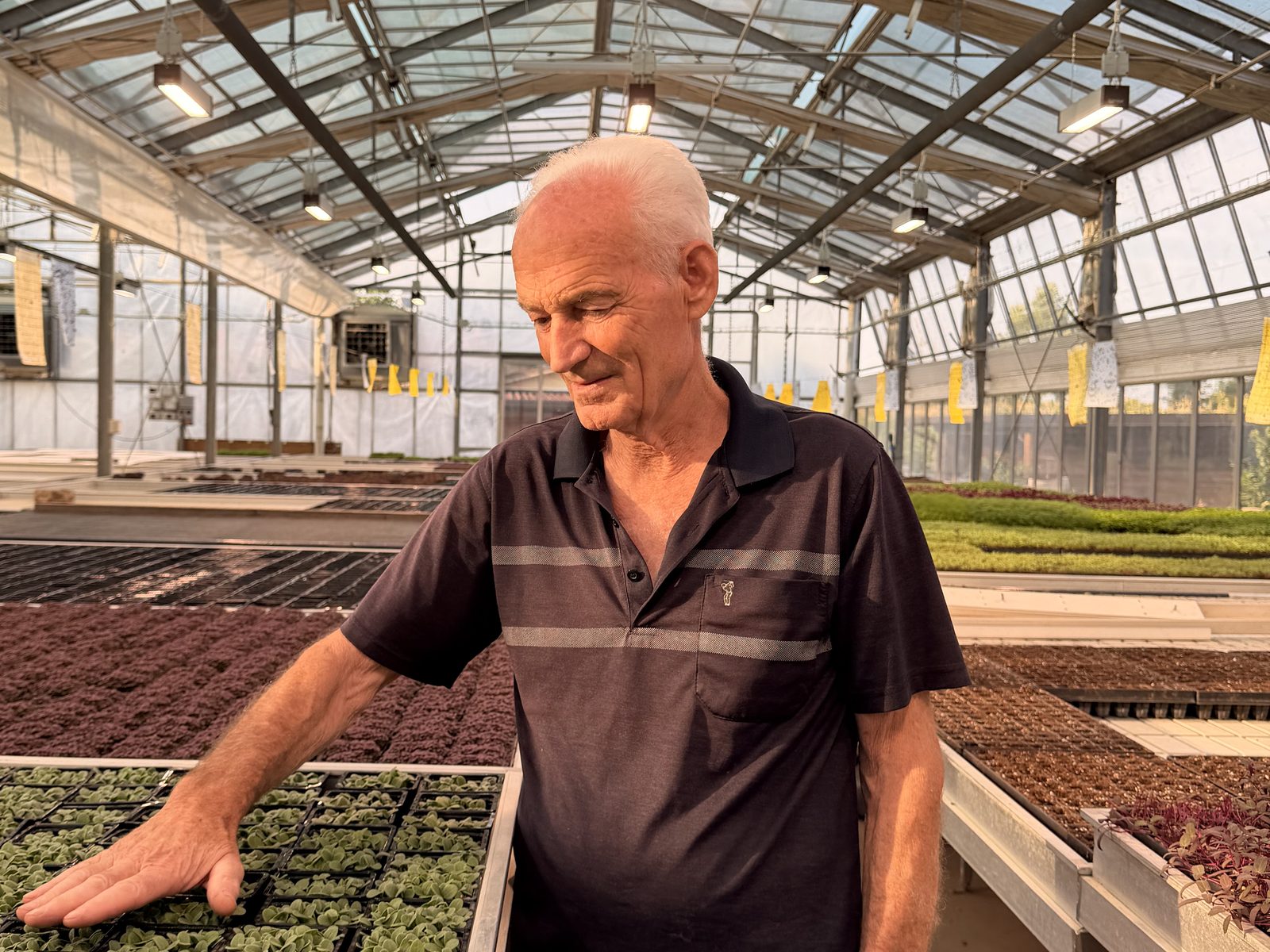 Coltivatore Piantiny controlla i vassoi di microgreen in serra