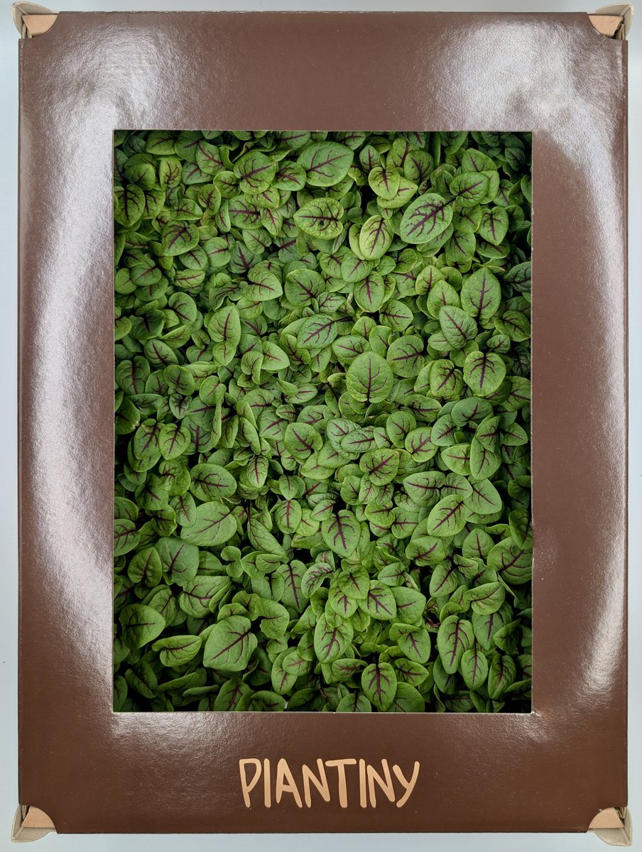 Microgreen Acetosella