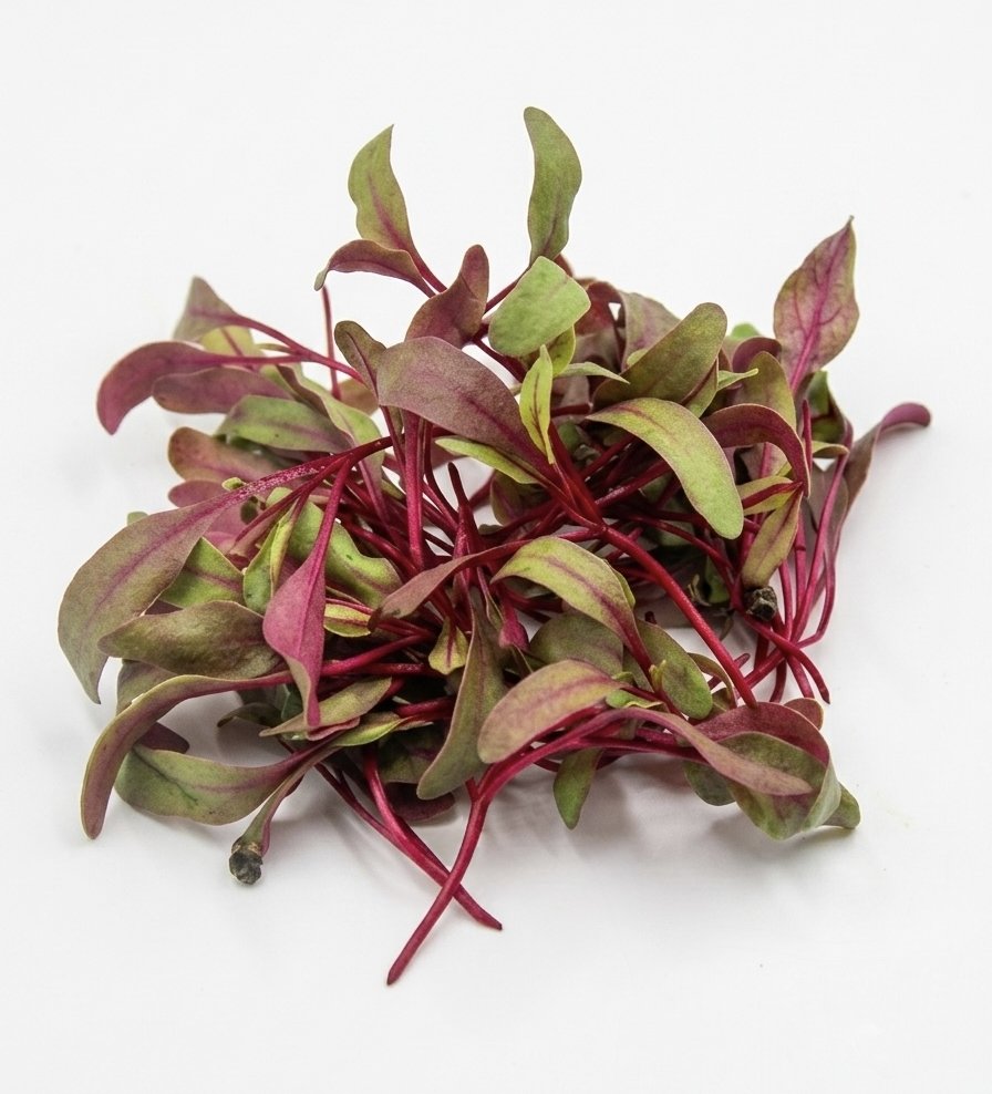 Erba Spontanea Barbabietola Rossa e Gialla