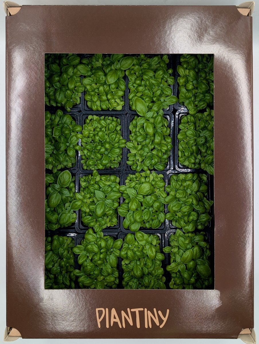 Microgreen Basilico