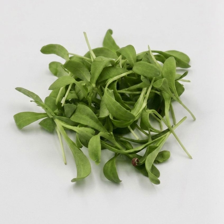 Microgreen Calendula