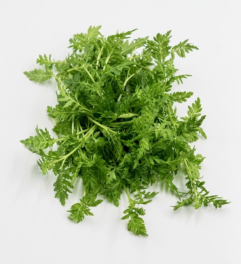 Microgreen Carota