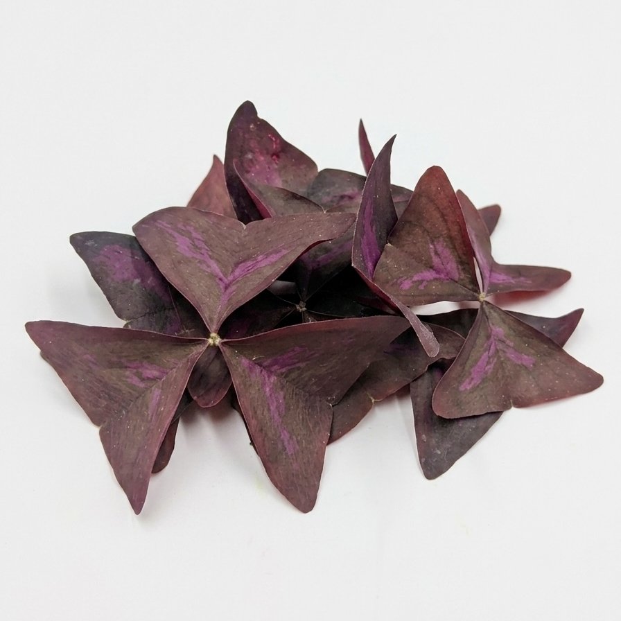 Fiore Edibile Oxalis Rosso