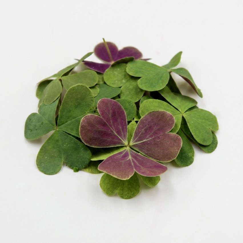 Fiore Edibile Oxalis Verde