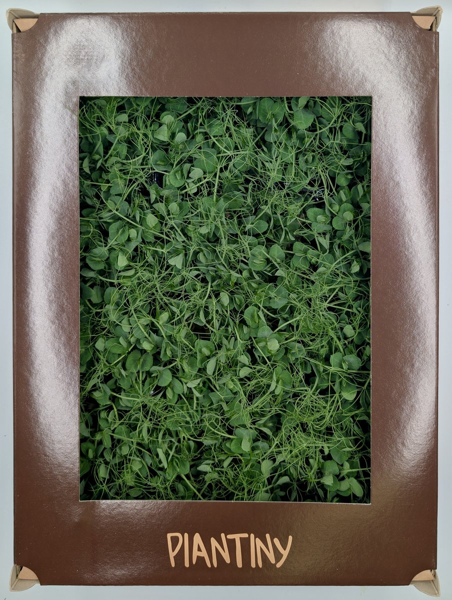 Microgreen Pisello